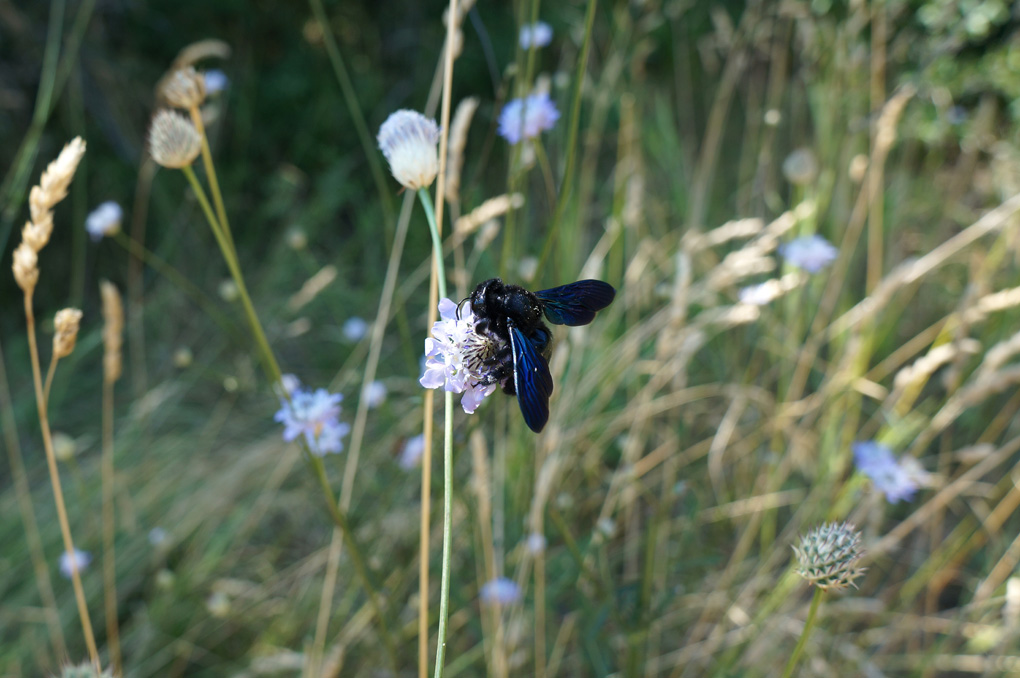 Xylocopa violacea?